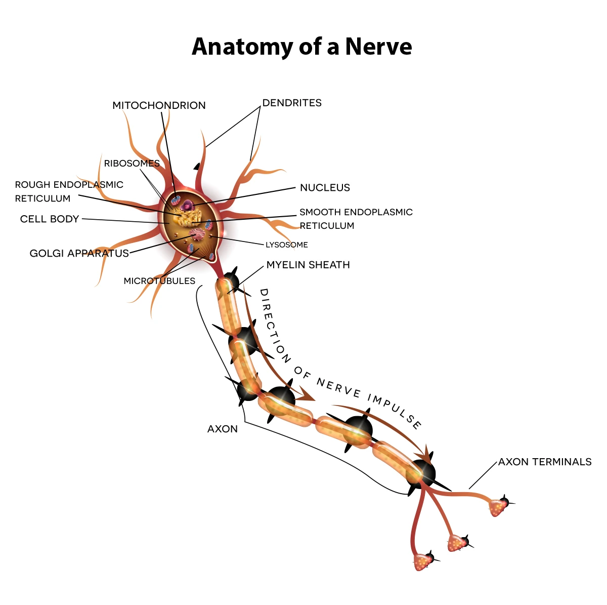Image shows the anatomy of a nerve, including the cell body, myelin and axon terminals