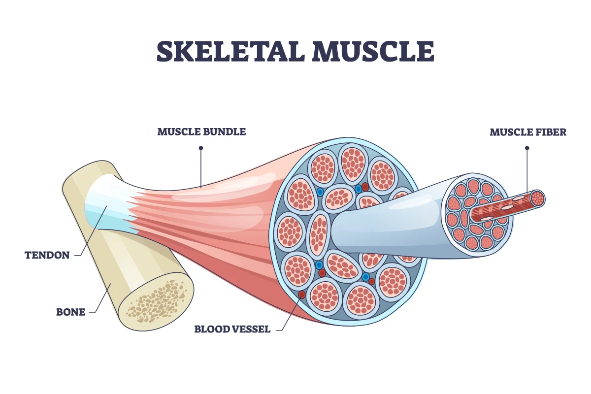 Image shows normal skeletal muscle structure, before damage from myopathy.