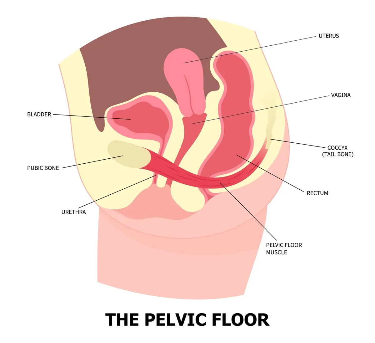 Image shows the pelvic floor muscle supporting the organs and structures in a woman’s pelvic region, including the bladder, urethra, uterus, vagina, rectum and tail bone.