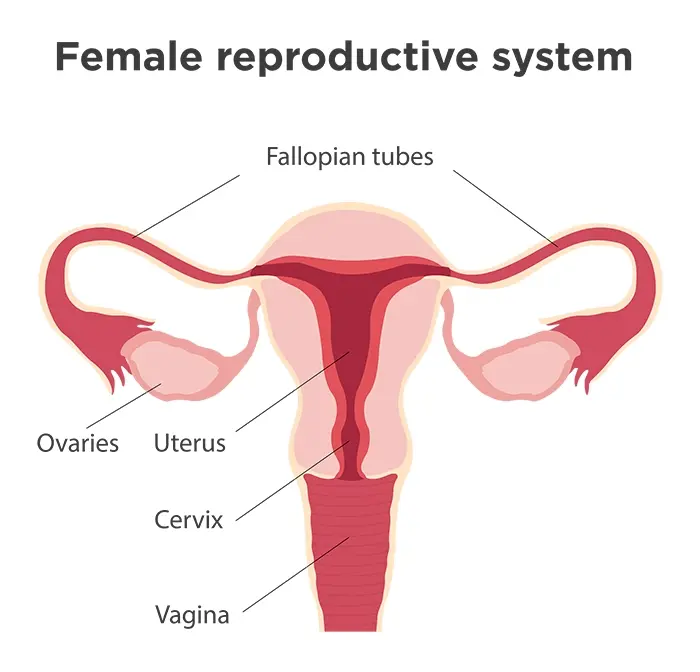 Diagram of female reproductive system before a hysterectomy